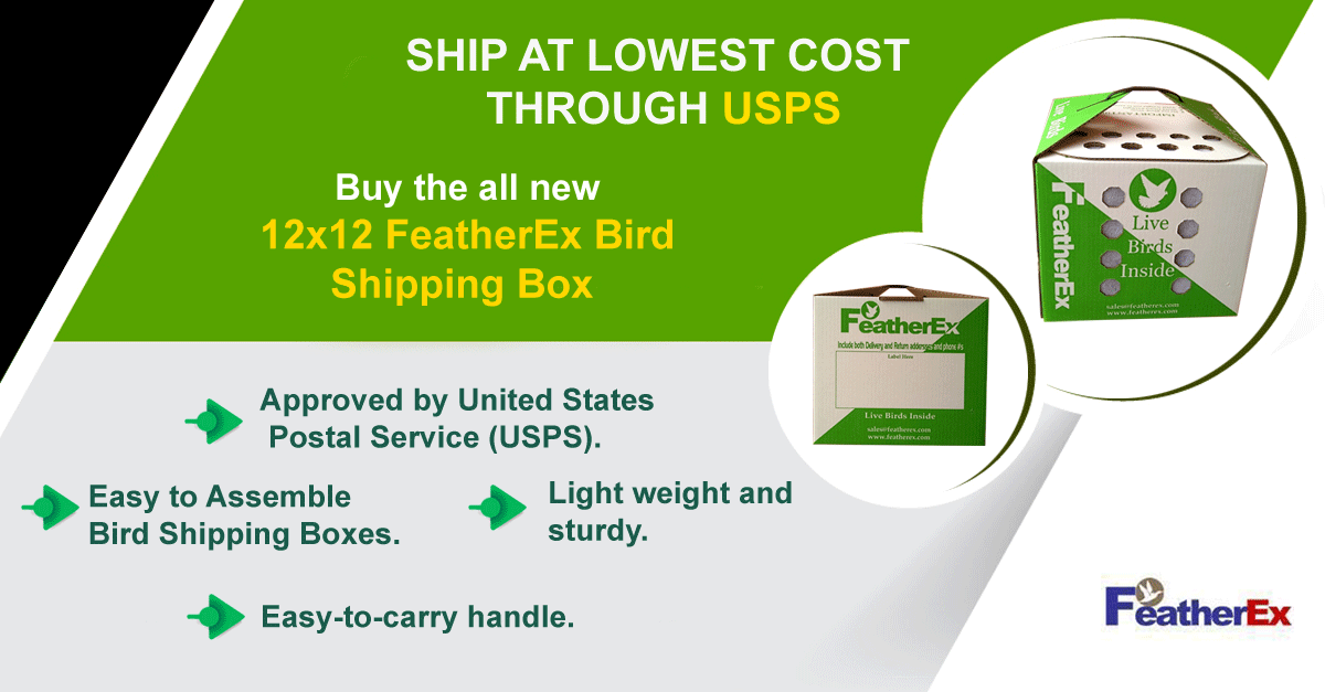 Birds Shipping Box