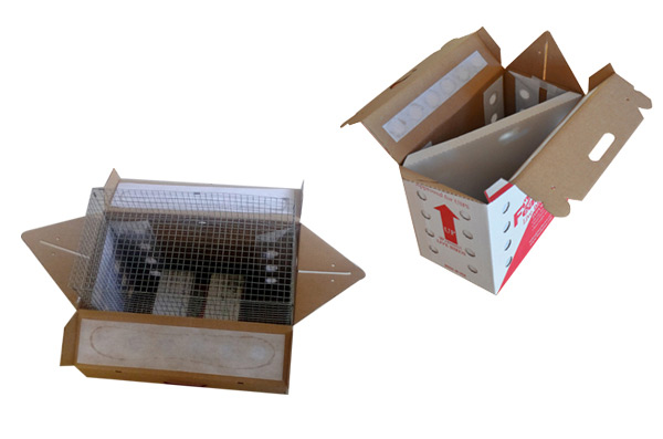 boxes for live birds