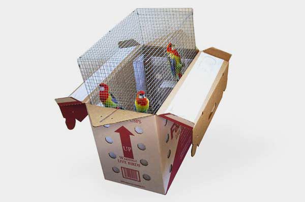 Parrot shipping box