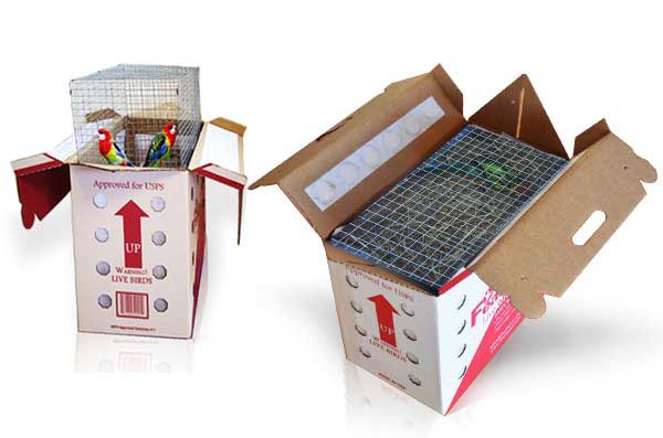 Live Parrot Shipping Box